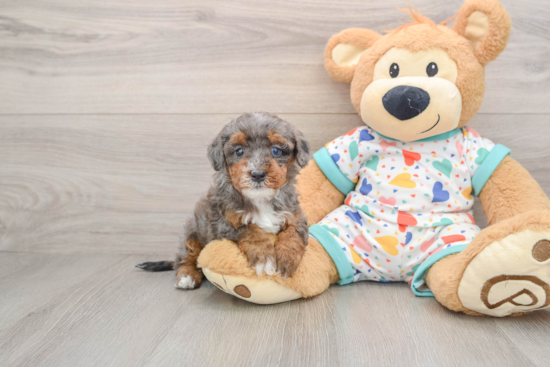 Sweet Havapoo Baby