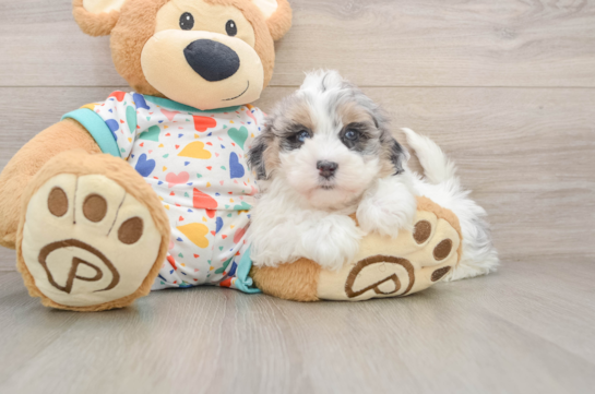 Havapoo Pup Being Cute