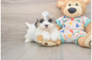 Smart Havapoo Poodle Mix Pup