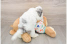 Funny Havapoo Poodle Mix Pup