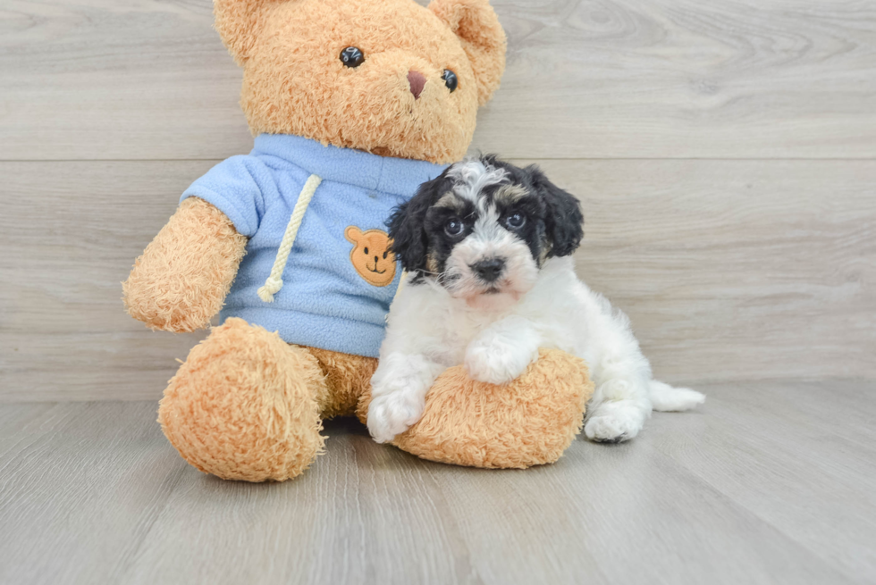 Huckapoo Dog Cute Havapoo Odelia: 3lb 12oz Doodle Puppy