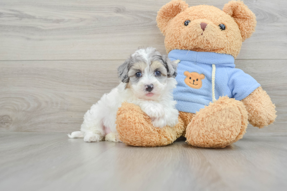 Smart Havapoo Poodle Mix Pup