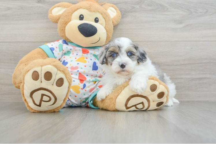 Energetic Havadoodle Poodle Mix Puppy