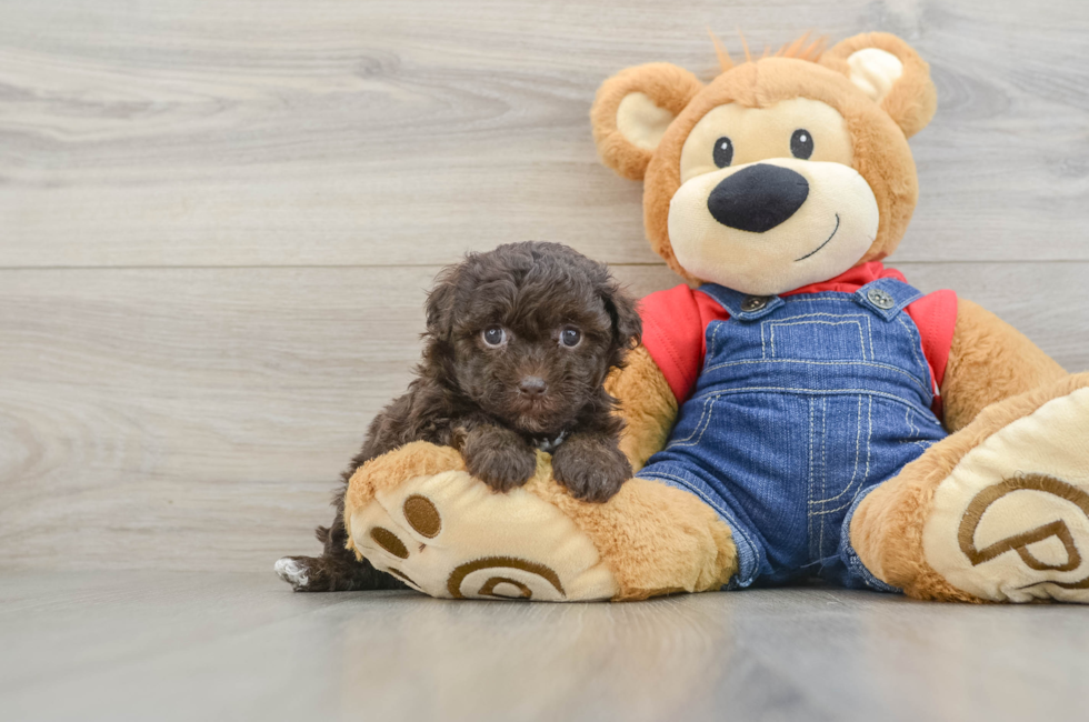 5 week old Havapoo Puppy For Sale - Premier Pups