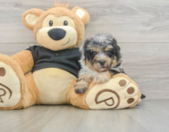 7 week old Havapoo Puppy For Sale - Premier Pups