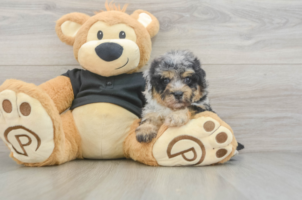 5 week old Havapoo Puppy For Sale - Premier Pups