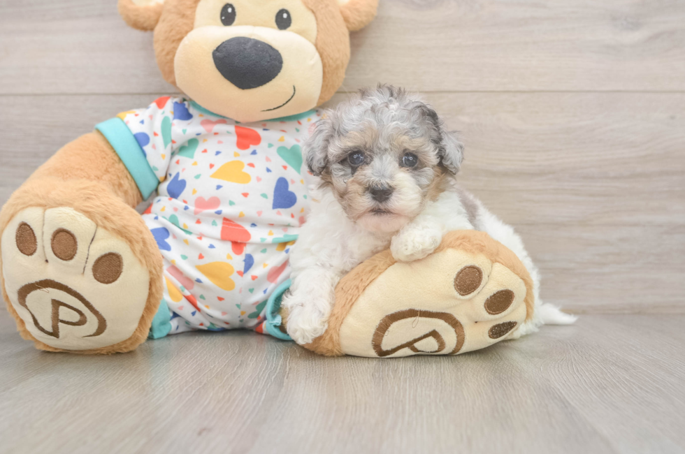 5 week old Havapoo Puppy For Sale - Premier Pups
