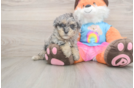 Havapoo Pup Being Cute