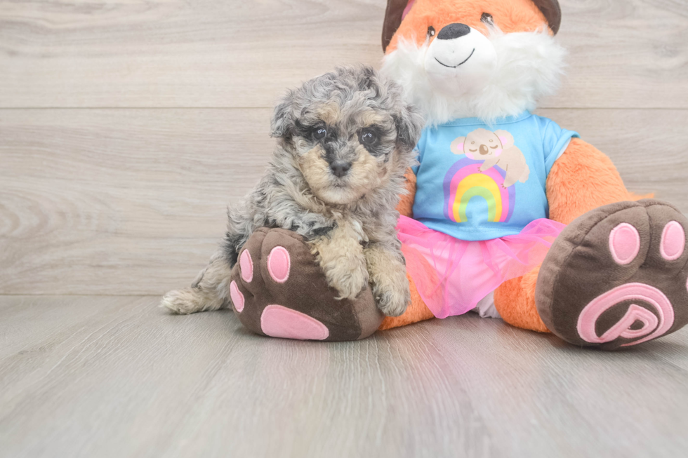 Havapoo Pup Being Cute