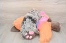 Little Havadoodle Poodle Mix Puppy