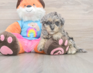 8 week old Havapoo Puppy For Sale - Premier Pups