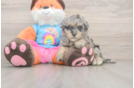 Havapoo Puppy for Adoption