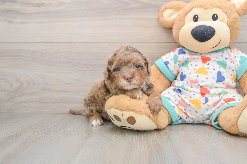 Best Havapoo Baby
