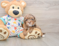 6 week old Havapoo Puppy For Sale - Premier Pups