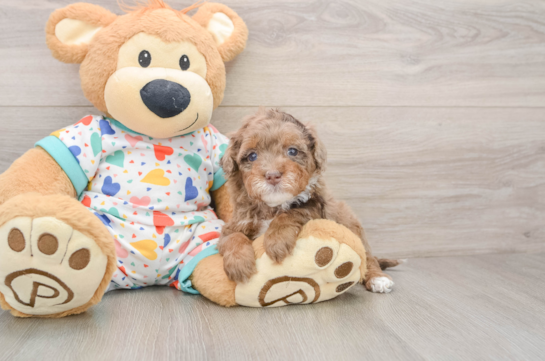 Havapoo Puppy for Adoption