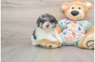 Hypoallergenic Havadoodle Poodle Mix Puppy