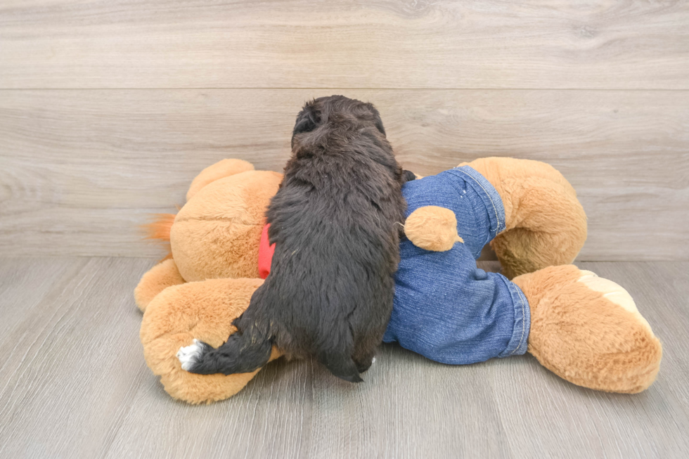 Hypoallergenic Havadoodle Poodle Mix Puppy