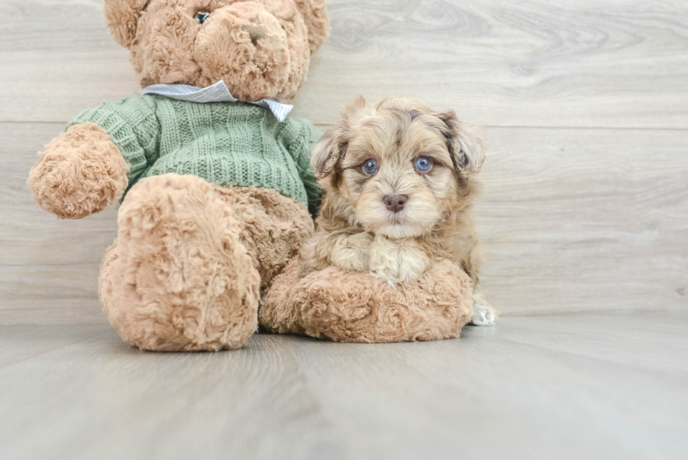 Petite Havapoo Poodle Mix Pup