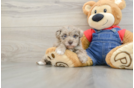 Fluffy Havapoo Poodle Mix Pup