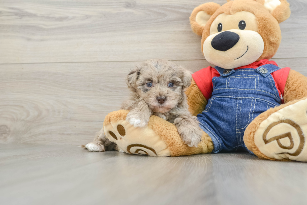 Fluffy Havapoo Poodle Mix Pup