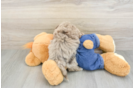 Havapoo Puppy for Adoption