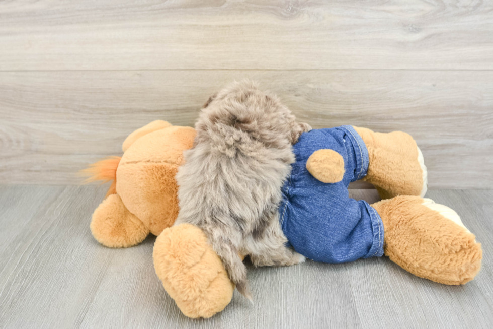Havapoo Puppy for Adoption