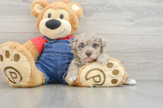 Smart Havapoo Poodle Mix Pup