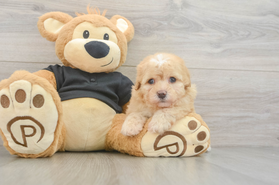5 week old Havapoo Puppy For Sale - Premier Pups