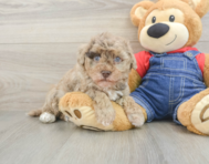 8 week old Havapoo Puppy For Sale - Premier Pups