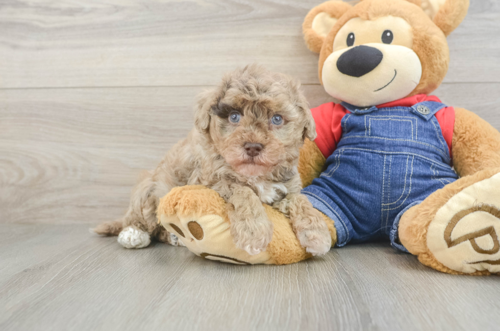 5 week old Havapoo Puppy For Sale - Premier Pups