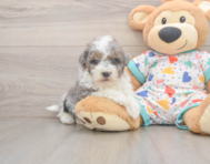 7 week old Havapoo Puppy For Sale - Premier Pups