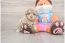 Adorable Havadoodle Poodle Mix Puppy