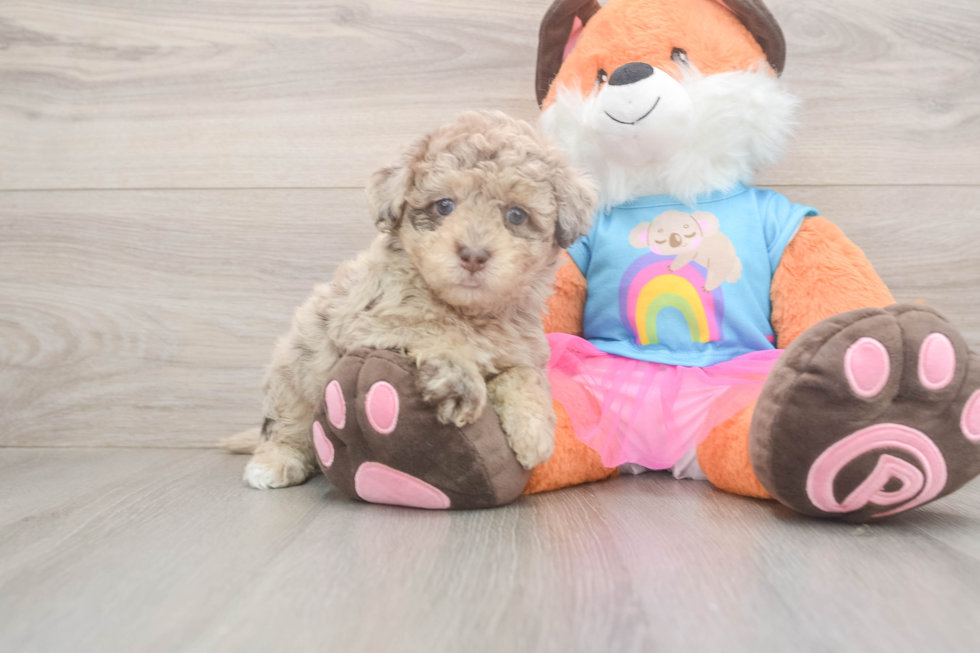 Adorable Havadoodle Poodle Mix Puppy