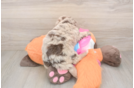 Havapoo Pup Being Cute
