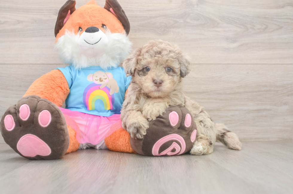 5 week old Havapoo Puppy For Sale - Premier Pups