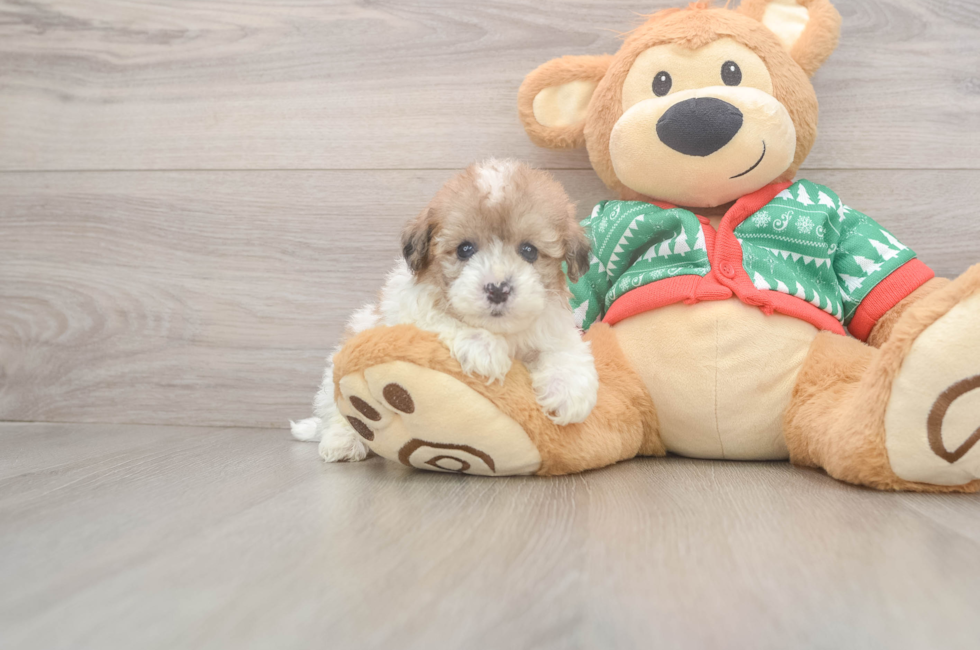 5 week old Havapoo Puppy For Sale - Premier Pups