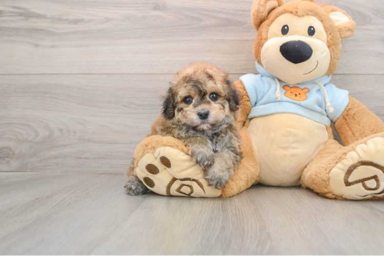 Havapoo Puppy for Adoption