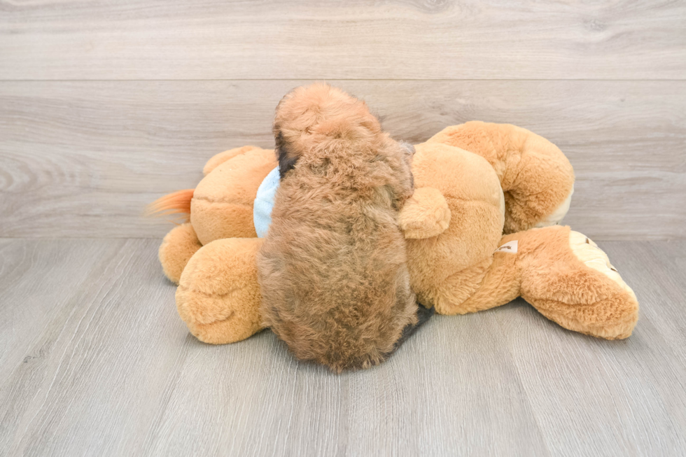 Havapoo Puppy for Adoption