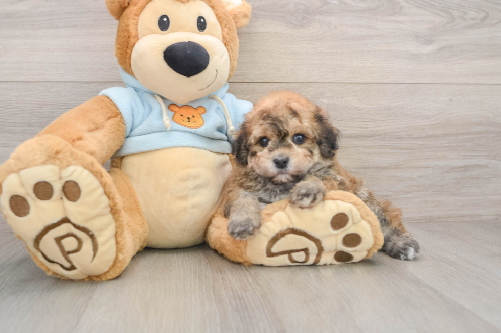 Havapoo Pup Being Cute