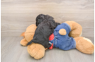 Havapoo Pup Being Cute