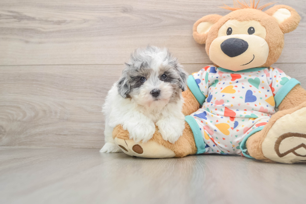 Little Havadoodle Poodle Mix Puppy