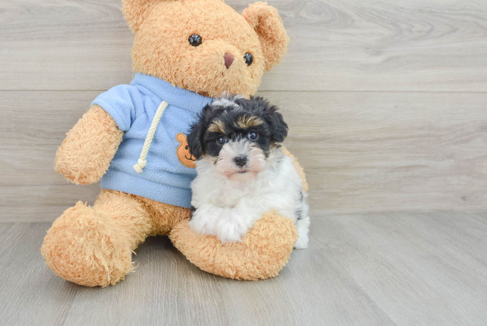 Smart Havapoo Poodle Mix Pup