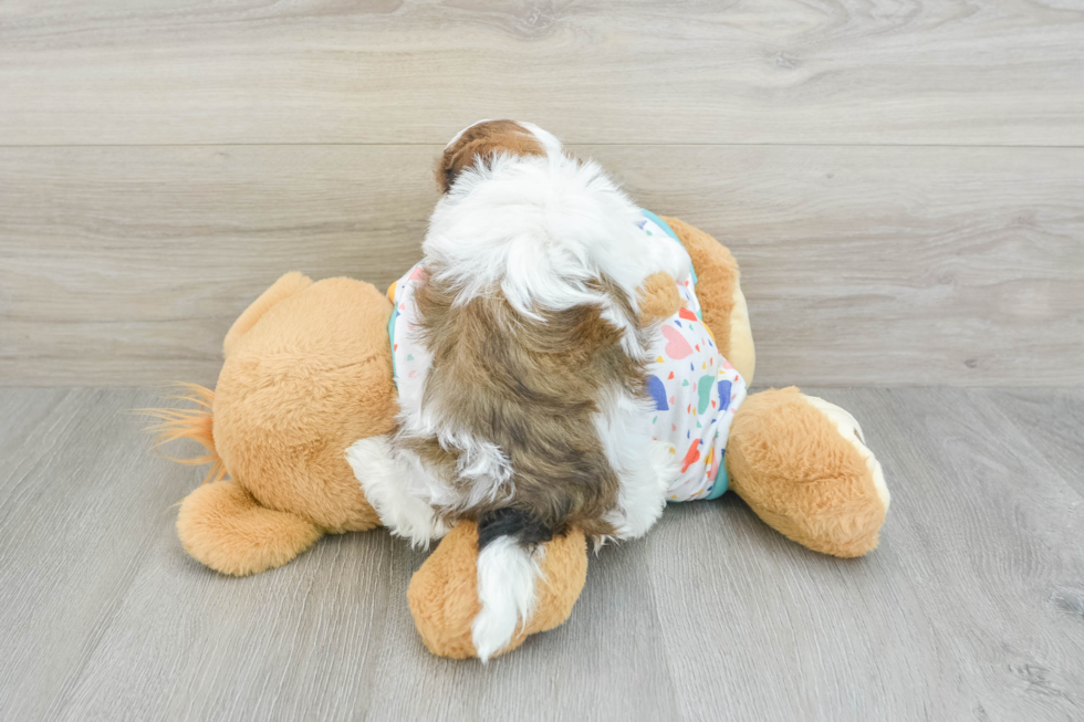 Fluffy Havapoo Poodle Mix Pup