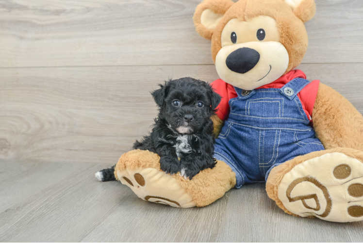 Havapoo Puppy for Adoption