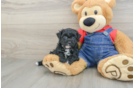 Havapoo Puppy for Adoption