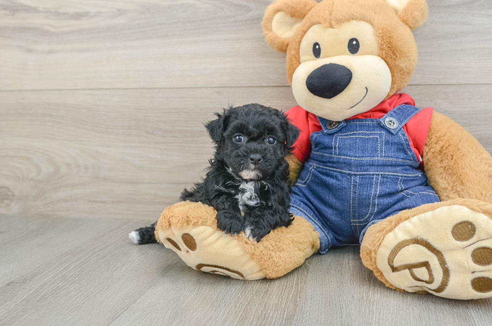 5 week old Havapoo Puppy For Sale - Premier Pups