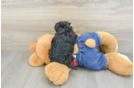 Havapoo Puppy for Adoption