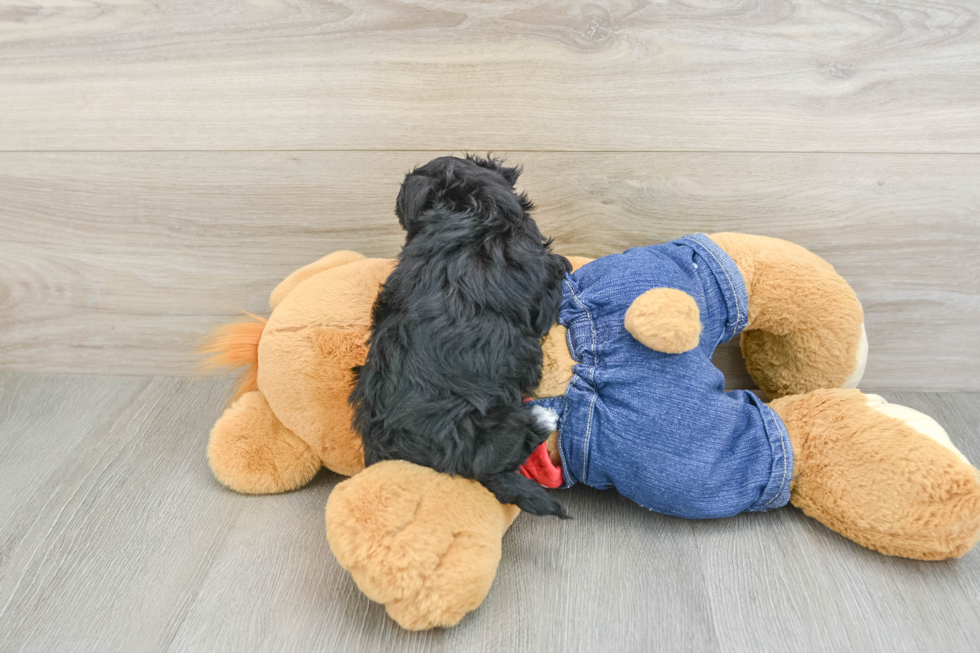 Havapoo Puppy for Adoption