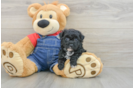 Hypoallergenic Havadoodle Poodle Mix Puppy