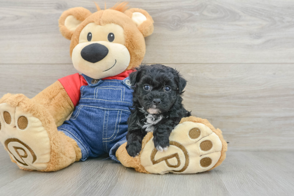 Hypoallergenic Havadoodle Poodle Mix Puppy